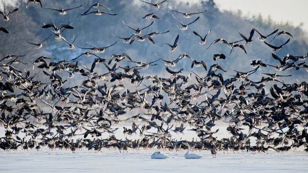 Guided Migratory Bird-Watching image