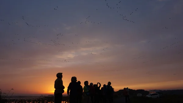 Guided Migratory Bird-Watching image