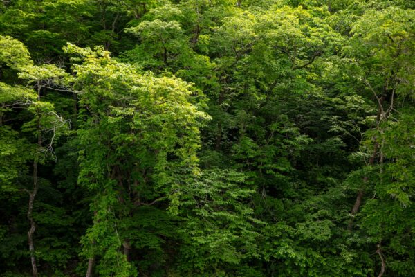 Geibikei Gorge River Boat Cruise  (2-hour charter plan with oarsman experience) image