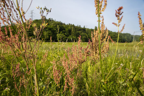 Kazenosawa (Overnight Accommodation Facility) image
