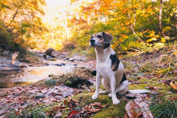 Overnight stay at Yubama Onsen Lamplit Inn Miura Ryokan image