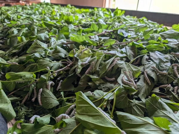 A Journey into Marumori’s Silk Farming Culture and Silk Heritage Discover Unique Seasonal Creations and Local Connections Woven by Silk image