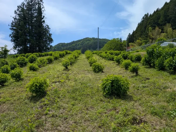 A Journey into Marumori’s Silk Farming Culture and Silk Heritage Discover Unique Seasonal Creations and Local Connections Woven by Silk image