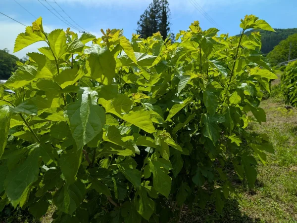 A Journey into Marumori’s Silk Farming Culture and Silk Heritage Discover Unique Seasonal Creations and Local Connections Woven by Silk image