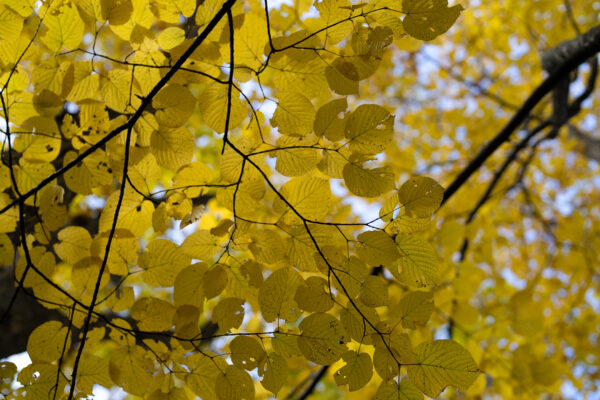 Across a Thousand Years – Trekking the Kurikoma Kodo Ancient Trail – 3 Days, 2 Nights Special Plan image