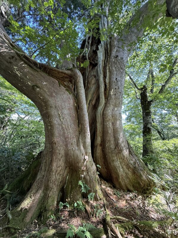 Across a Thousand Years – Trekking the Kurikoma Kodo Ancient Trail – 3 Days, 2 Nights Special Plan image